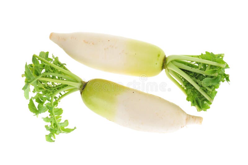 Two White Radish Isolated On A White Background. Two White Radish Isolated On A White Background