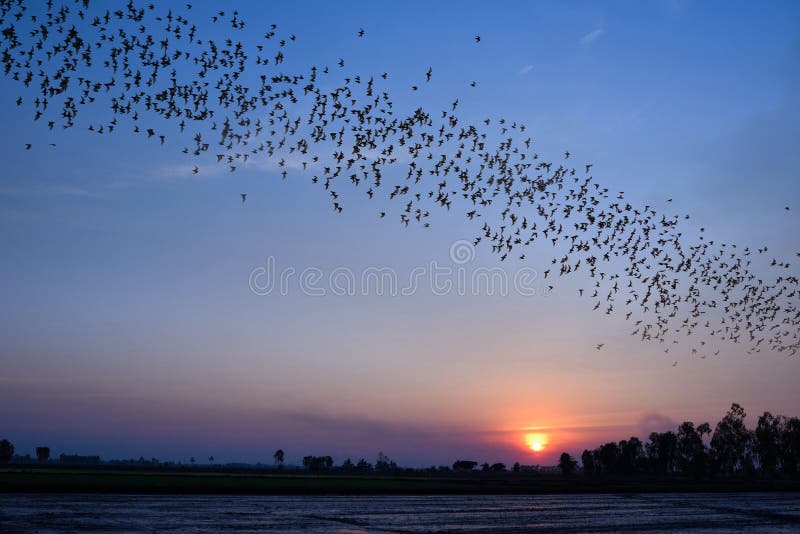 Row of flying bats colony with sunset sky background. Row of flying bats colony with sunset sky background