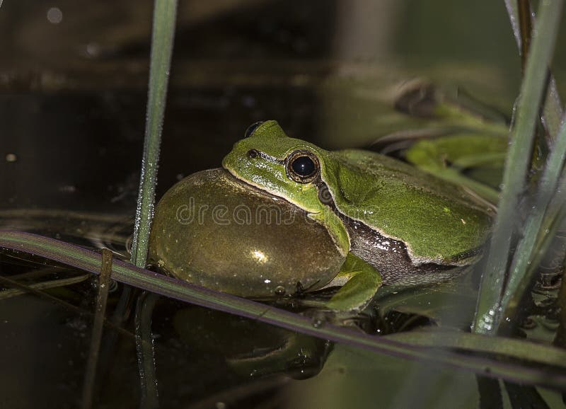 Tree frog croaking at night in May. Tree frog croaking at night in May