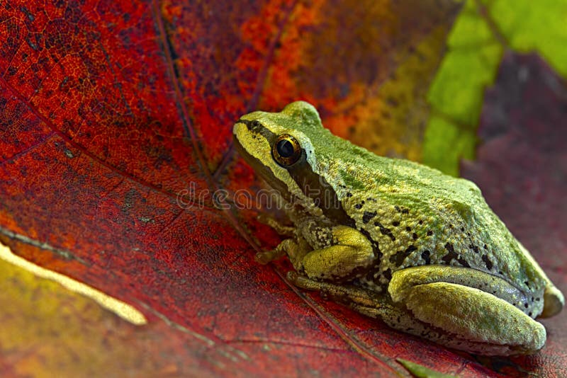 Râ de árvore pacífica nas folhas de plátano fotografia de stock royalty free Râ de árvore pacífica nas folhas de plátano fotografia de stock royalty free