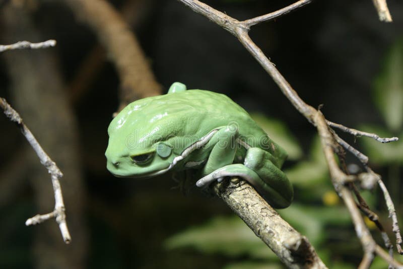 Download Râ de árvore verde imagem de stock. Imagem de râs, verde - 60377
