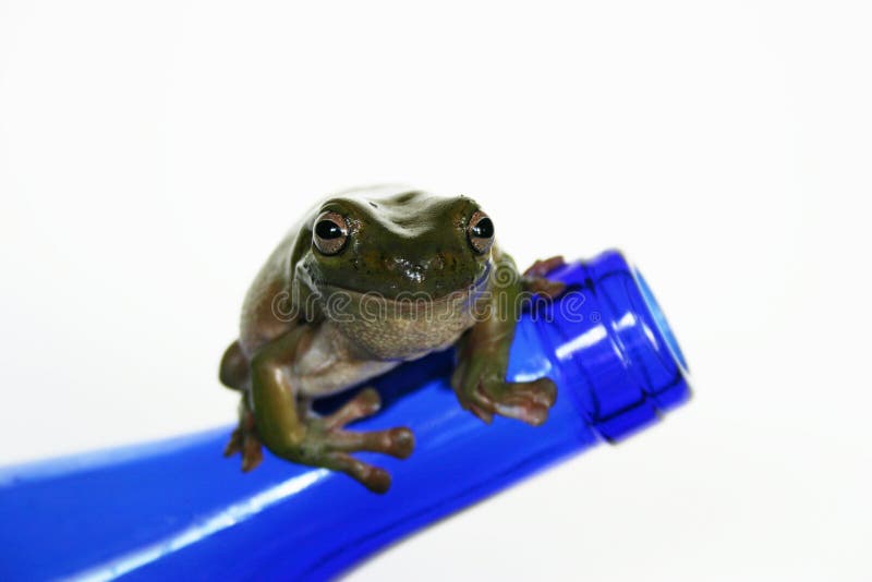 Whites tree frog on a blue bottle, taken with the canon digital rebel. Whites tree frog on a blue bottle, taken with the canon digital rebel.