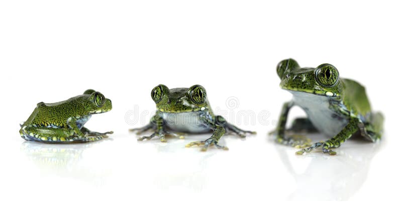 Râs do pavão fotografia de stock royalty free Râs do pavão fotografia de stock royalty free