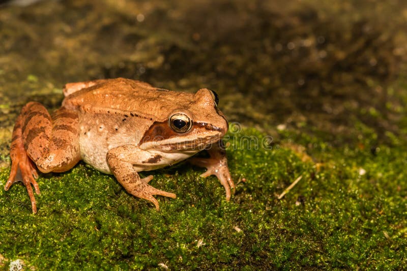 A close up of a wood frog on a mossy stone in the wild. A close up of a wood frog on a mossy stone in the wild.