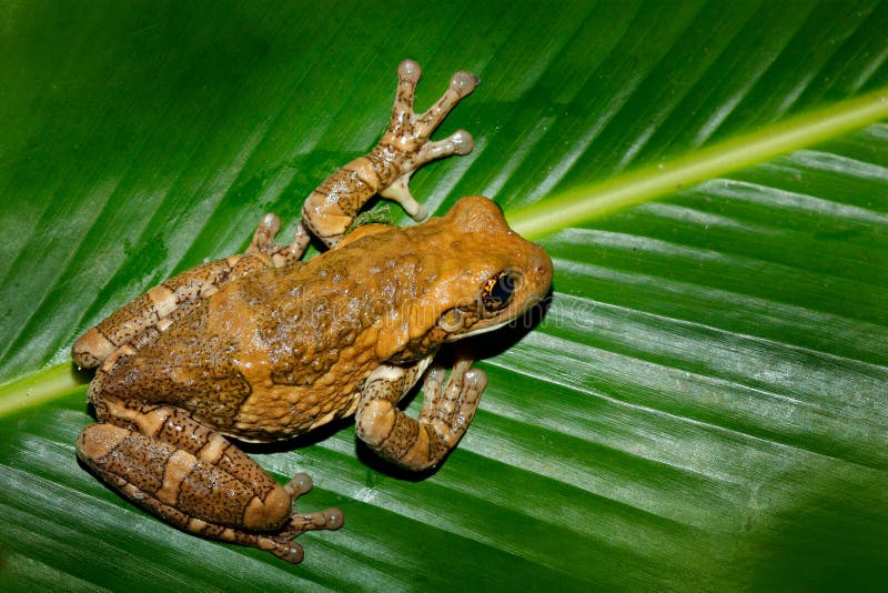 Rã de árvore do ` s de Moreletl, moreletii de Agalychnis, no habitat da natureza, imagem da noite Rã com licença verde grande, lu foto de stock Rã de árvore do ` s de Moreletl, moreletii de Agalychnis, no habitat da natureza, imagem da noite Rã com licença verde grande, lu foto de stock