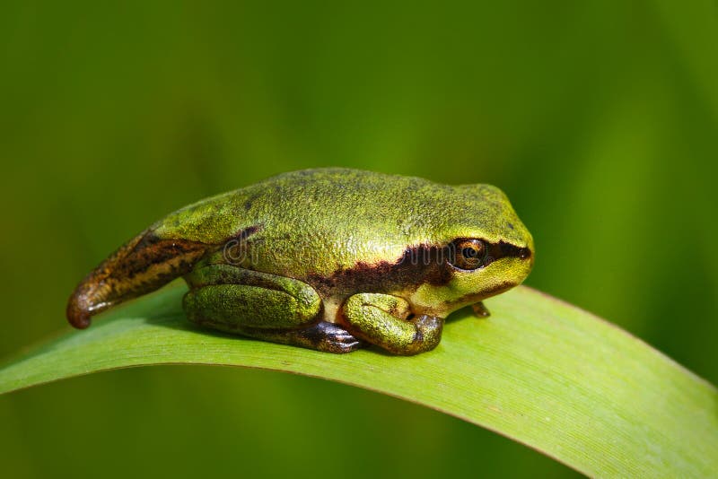 Nice green tadpole amphibian European tree frog, Hyla arborea, sitting on grass with clear green background. Beautiful amphibian in the nature water grass habitat. European tree frog in the forest. Nice green tadpole amphibian European tree frog, Hyla arborea, sitting on grass with clear green background. Beautiful amphibian in the nature water grass habitat. European tree frog in the forest.