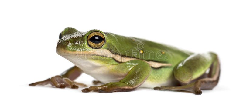 Rã de árvore verde americana, isolada fotos de stock Rã de árvore verde americana, isolada fotos de stock