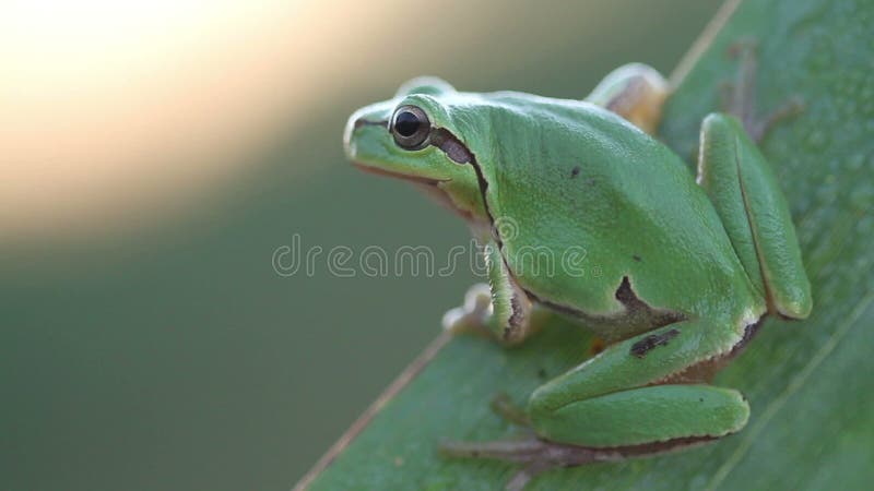 Rã de árvore verde em uma folha de lingüeta na manhã (arborea do Hyla)