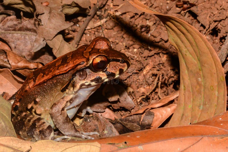 A Smoky Jungle Frog hunting at night in Costa Rica. A Smoky Jungle Frog hunting at night in Costa Rica