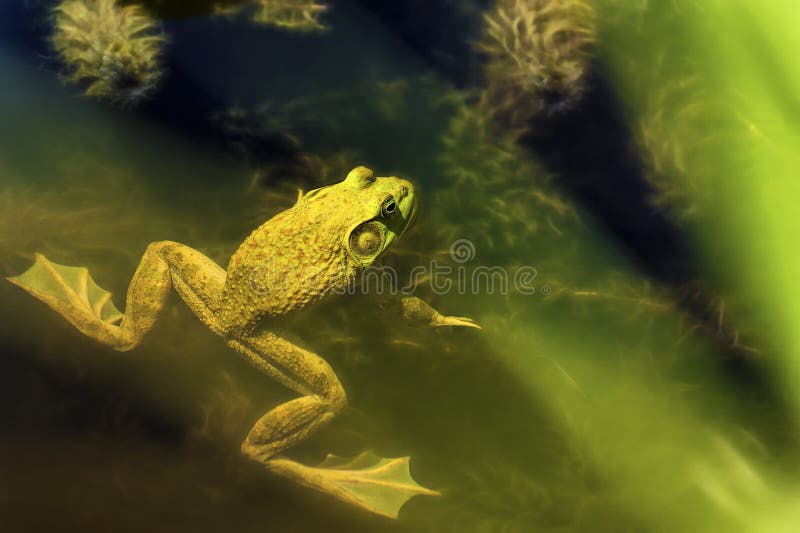 Rã-gigante em uma lagoa imagens de stock royalty free Rã-gigante em uma lagoa imagens de stock royalty free