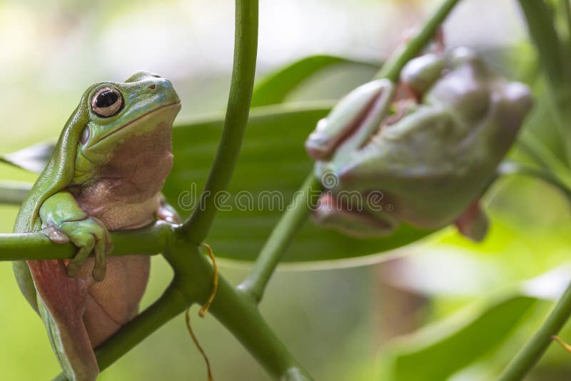Rãs de árvore verdes australianas foto de stock Rãs de árvore verdes australianas foto de stock