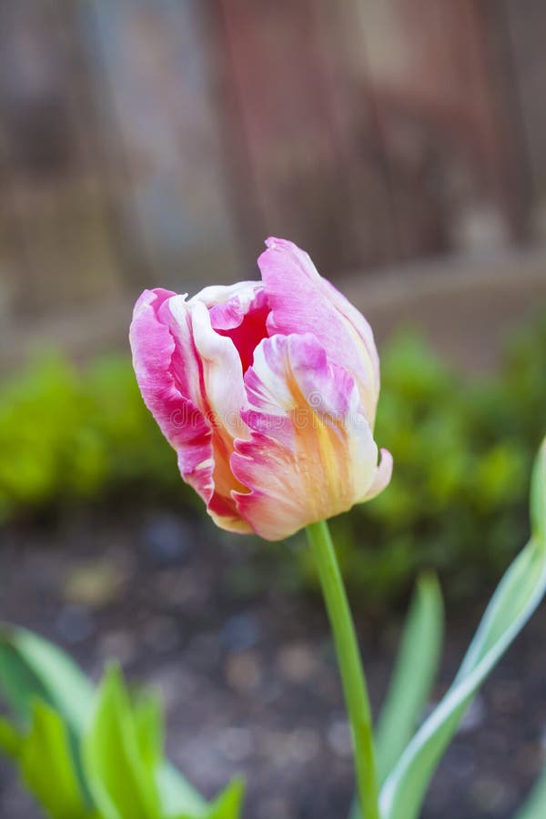 Różowy brindled tulipanowy zbliżenie zdjęcia stock Różowy brindled tulipanowy zbliżenie zdjęcia stock