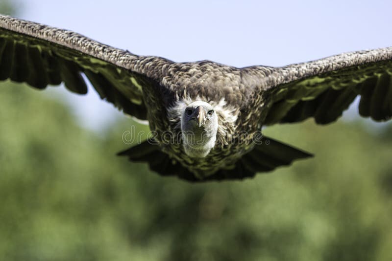 RÃ¼ppells Griffon vulture head-on in flight