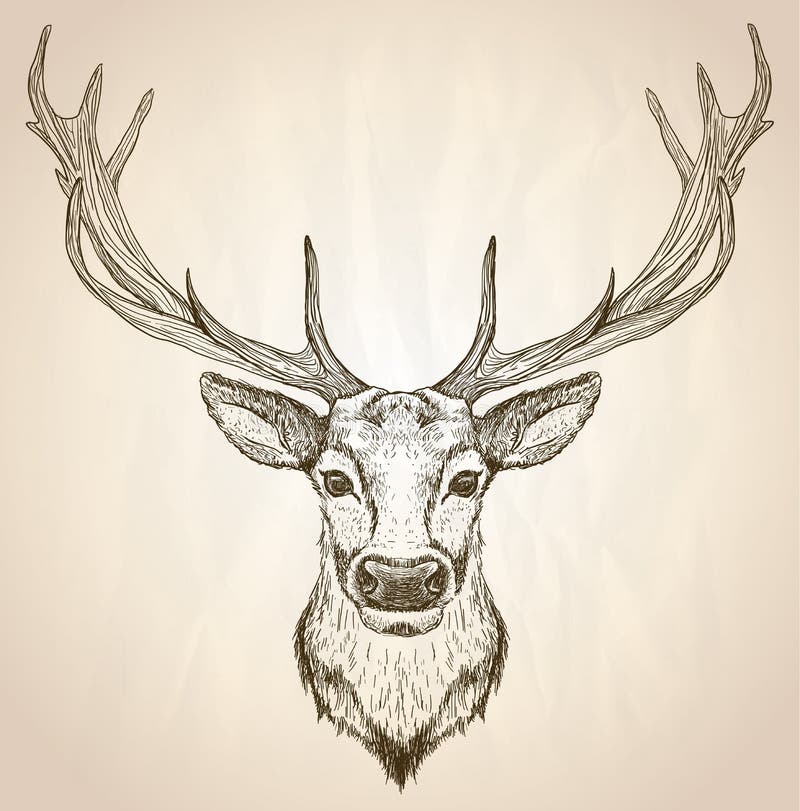 Räcka den utdragna grafiska illustrationen av av ett hjorthuvud med stora horn på kronhjort stock illustrationer Räcka den utdragna grafiska illustrationen av av ett hjorthuvud med stora horn på kronhjort stock illustrationer