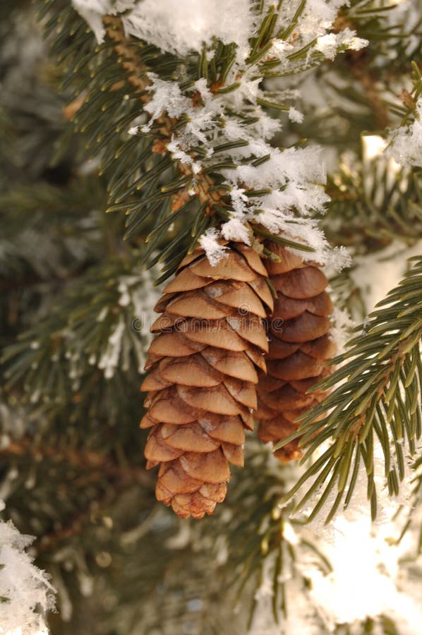 räknad frost för filialer sörjer kottar den spruce treen arkivbilder räknad frost för filialer sörjer kottar den spruce treen arkivbilder