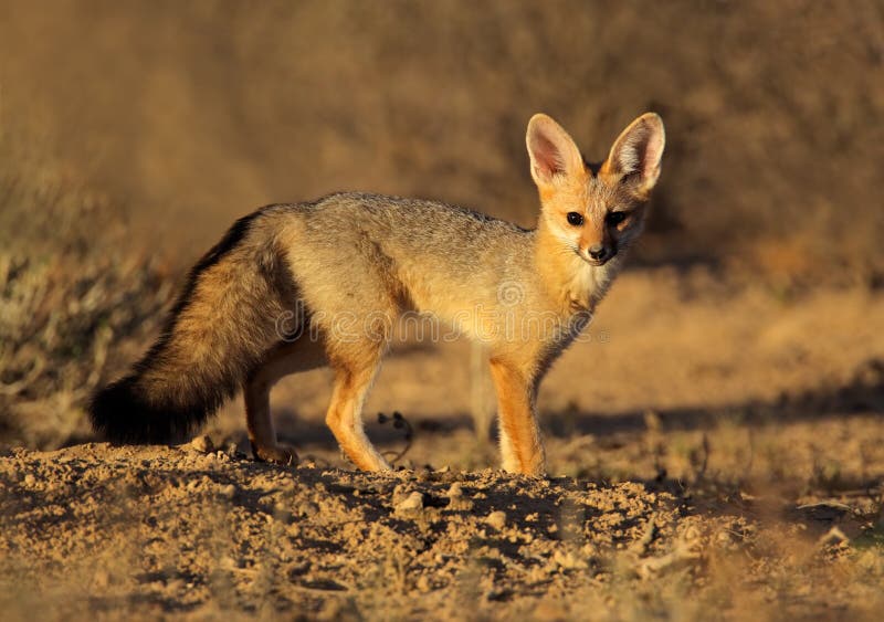 Cape fox (Vulpes chama), Kalahari desert, South Africa. Cape fox (Vulpes chama), Kalahari desert, South Africa