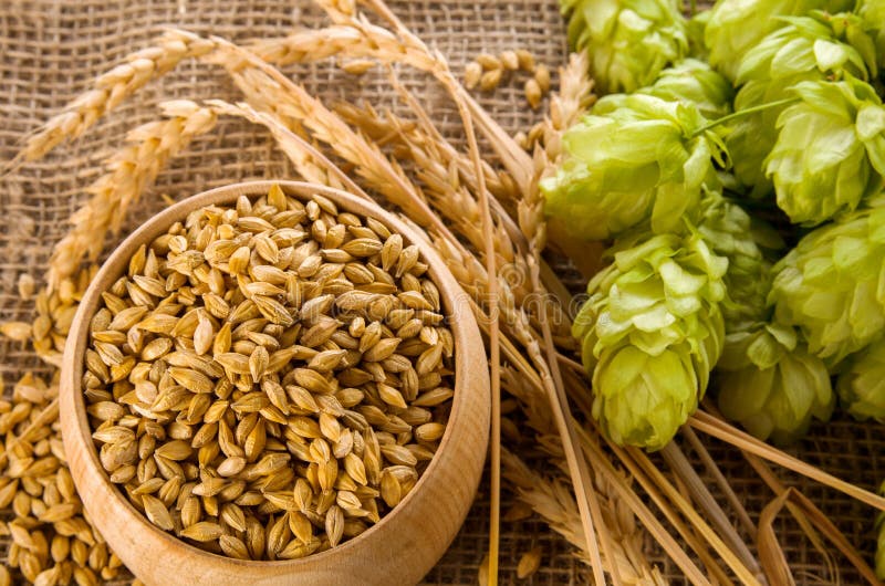 Rå korn av korn i träskskål, vetearon och humlegröna humlekottar på bakgrunden till pärlgryn, som ingrediens för ölbryggeri, närl arkivfoto Rå korn av korn i träskskål, vetearon och humlegröna humlekottar på bakgrunden till pärlgryn, som ingrediens för ölbryggeri, närl arkivfoto