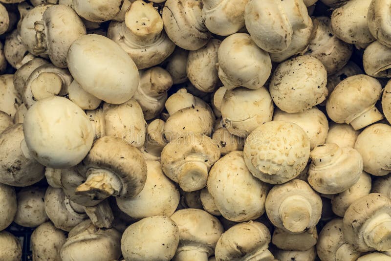 Rå naturlig champignonchampinjonbakgrund arkivbilder Rå naturlig champignonchampinjonbakgrund arkivbilder