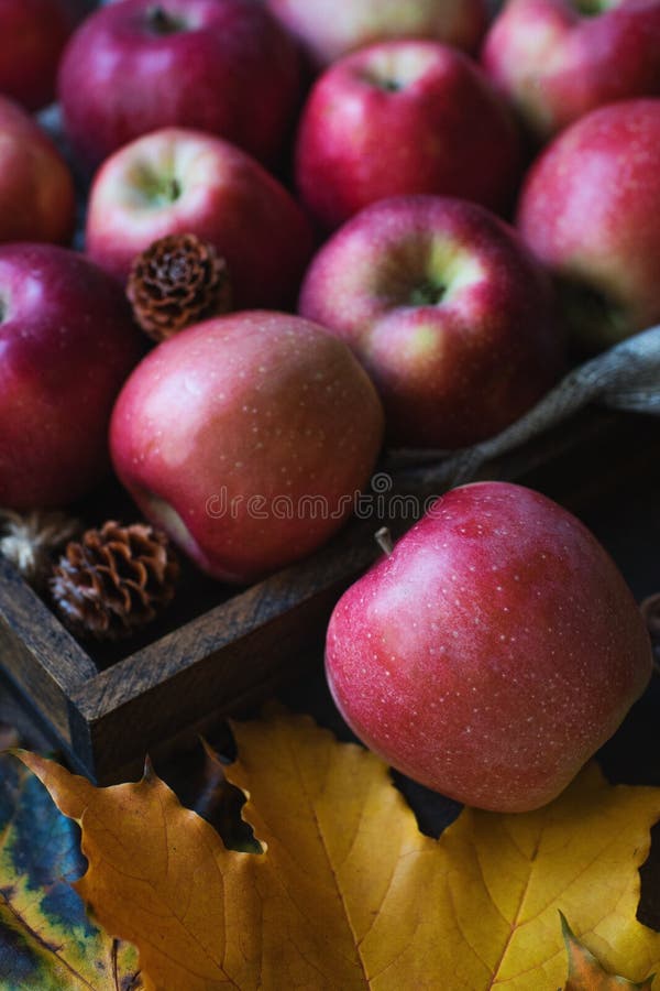 Rå organiska röda höstäpplen i träask med gula leafes och kottar arkivfoto Rå organiska röda höstäpplen i träask med gula leafes och kottar arkivfoto