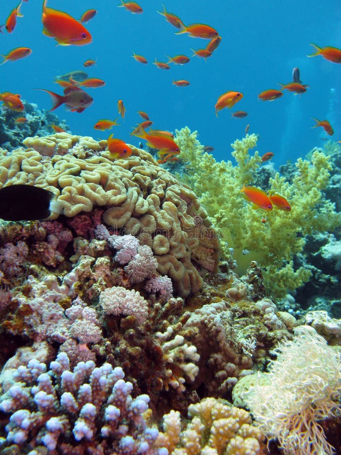 Récif coralien image stock Récif coralien image stock