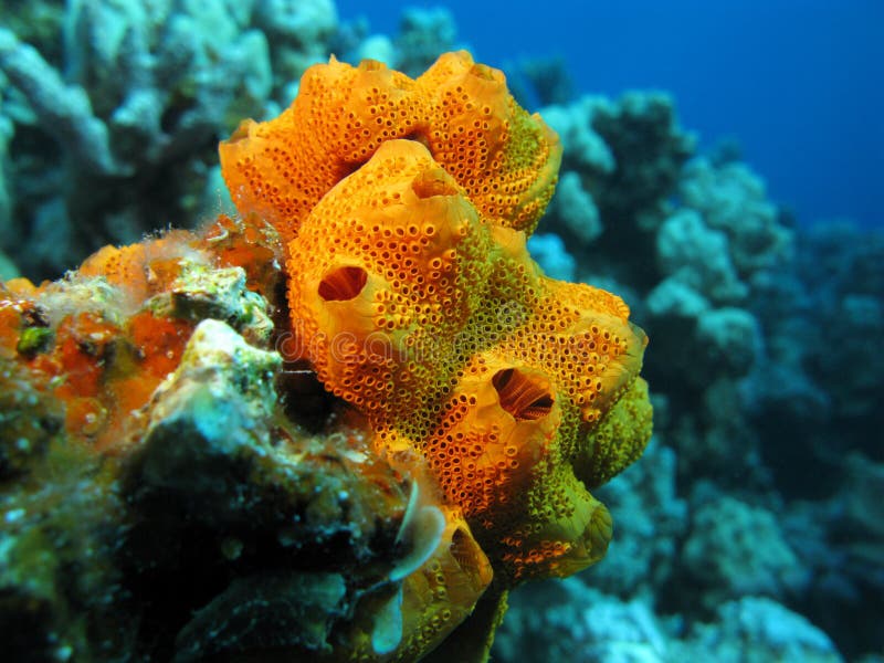 Récif coralien avec la belle grande éponge orange de mer, sous-marine photographie stock Récif coralien avec la belle grande éponge orange de mer, sous-marine photographie stock