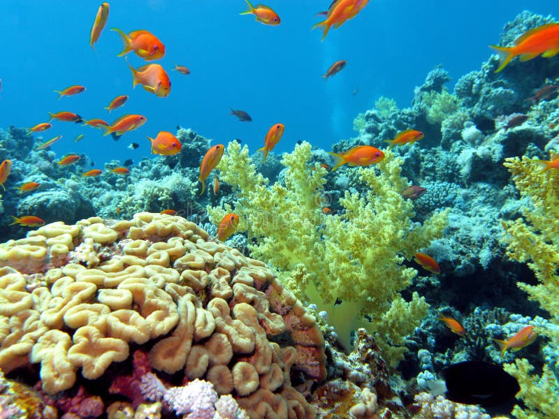 Récif coralien avec le cerveau et coraux mous sur le botto photos libres de droits Récif coralien avec le cerveau et coraux mous sur le botto photos libres de droits