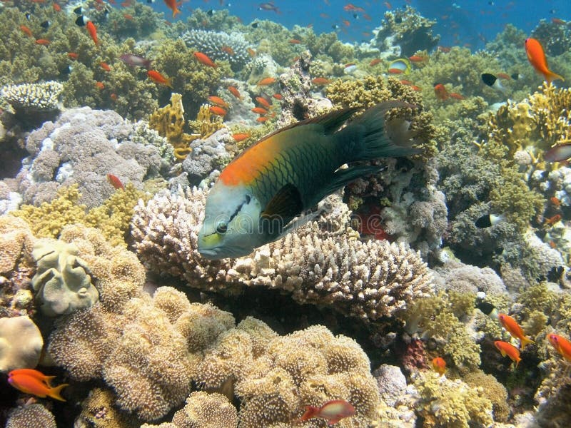 Récif coralien de la Mer Rouge photos stock Récif coralien de la Mer Rouge photos stock