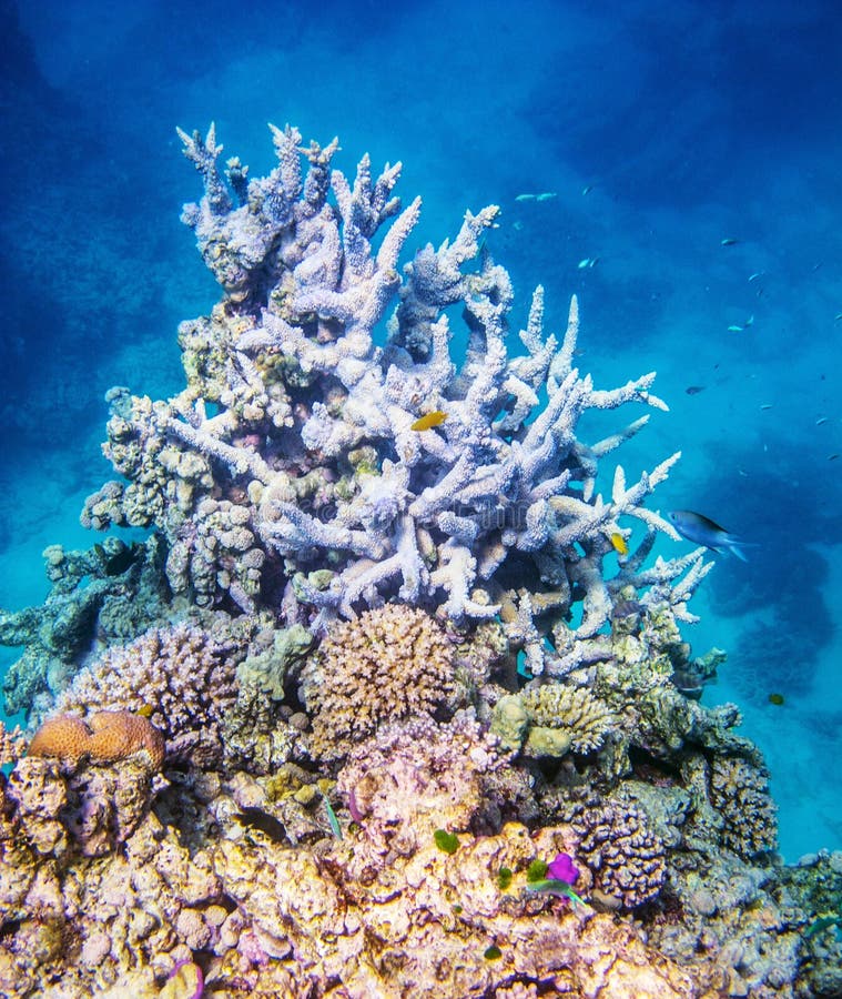 Récif coralien sur la Grande barrière de corail images libres de droits Récif coralien sur la Grande barrière de corail images libres de droits