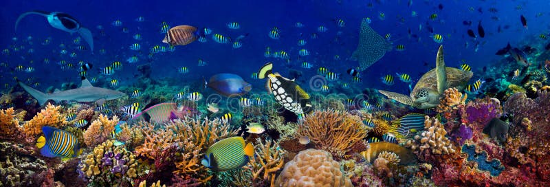 Récif de corail sous-marin paysage panoramique de 3à1 fond panoramique dans l'océan bleu profond avec poissons colorés tortue mar