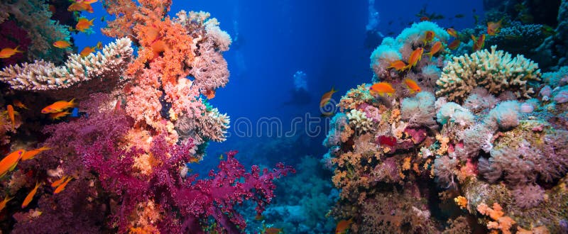Récif sous-marin coloré avec le corail et les éponges images stock Récif sous-marin coloré avec le corail et les éponges images stock