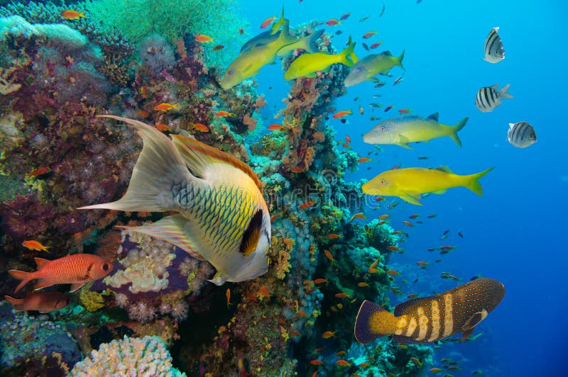 Récif sous-marin coloré avec le corail et les éponges photo libre de droits Récif sous-marin coloré avec le corail et les éponges photo libre de droits