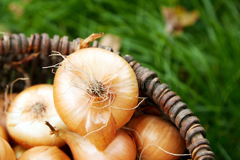 Récolte d'oignons frais dans un panier en bois sur l'herbe Moules d'oignon fraîchement creusées Oignons après récolte du jardin d photo stock Récolte d'oignons frais dans un panier en bois sur l'herbe Moules d'oignon fraîchement creusées Oignons après récolte du jardin d photo stock