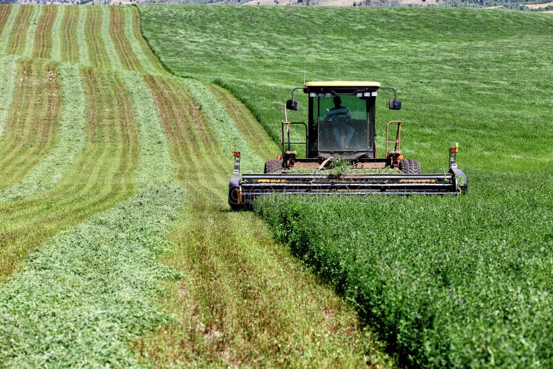 Swan Valley, Idaho, USA July 1, 2013 A farmer, cutting and wind rowing alfalfa hay for drying, in the fertile farm fields of Idaho. Swan Valley, Idaho, USA July 1, 2013 A farmer, cutting and wind rowing alfalfa hay for drying, in the fertile farm fields of Idaho