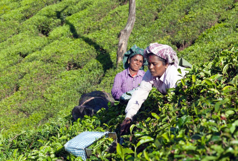Récolteuse de thé travaillant dans la plantation de thé dans Munnar, Kerala, sud dedans