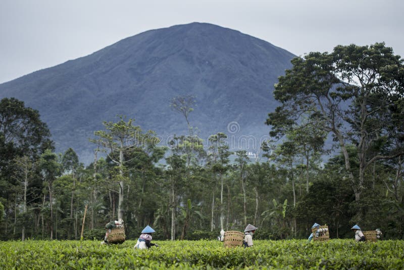 Récolteuses indonésiennes de thé
