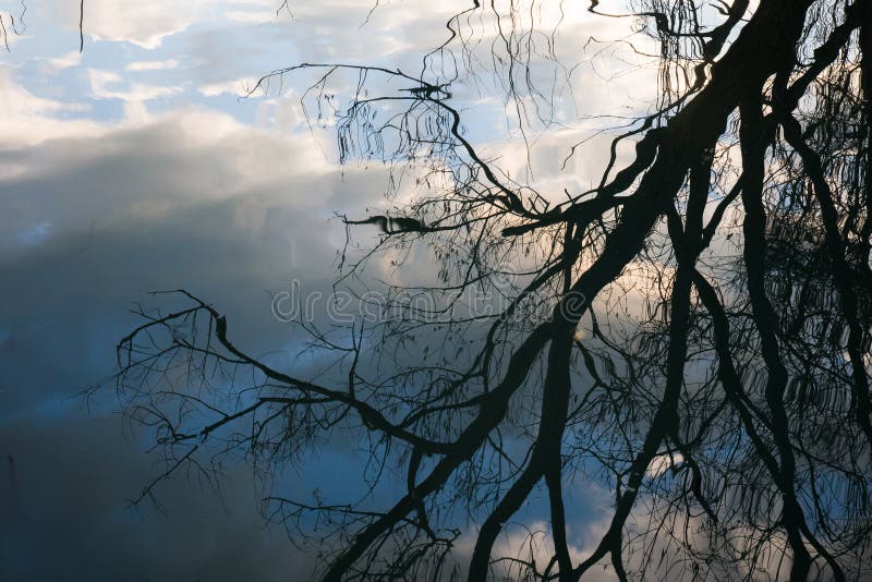 Réflexion d'arbre photographie stock Réflexion d'arbre photographie stock