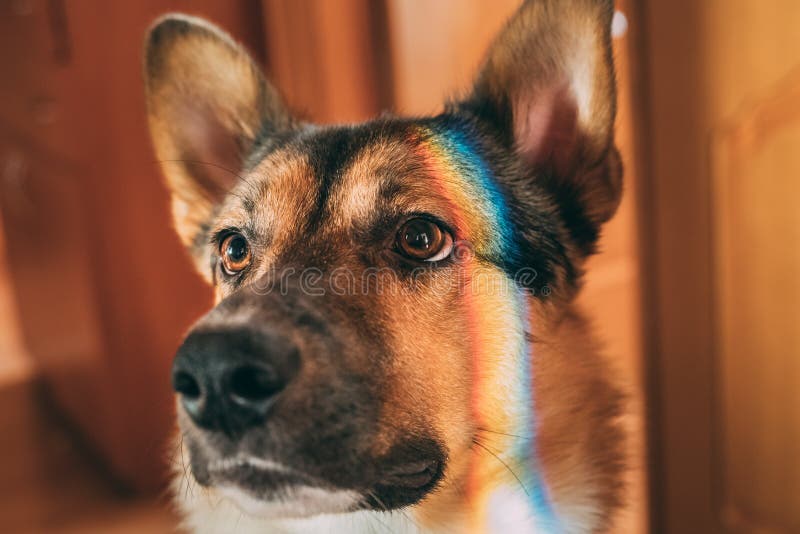 Réflexion d'un arc-en-ciel multicolore sur le visage d'un chien chien de Mélangé-race se trouvant sur le plancher d'intérieur photographie stock libre de droits