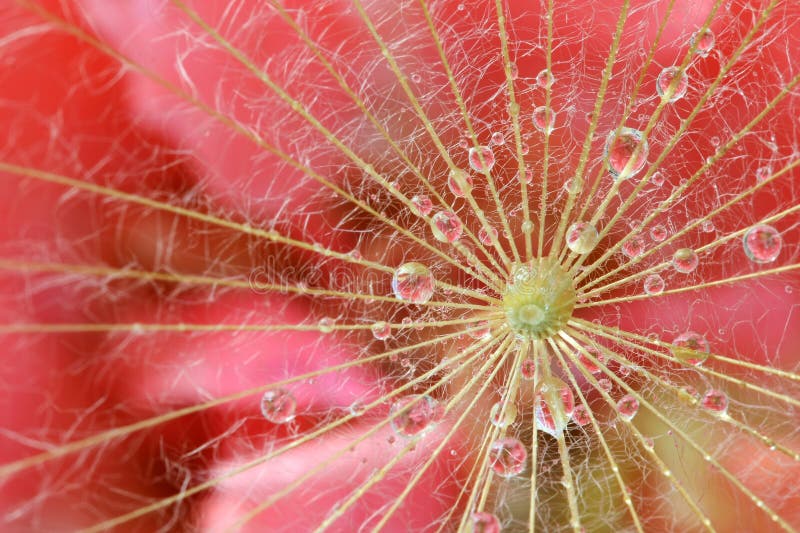 Réflexion de Waterdrop sur la graine de pissenlit image libre de droits Réflexion de Waterdrop sur la graine de pissenlit image libre de droits