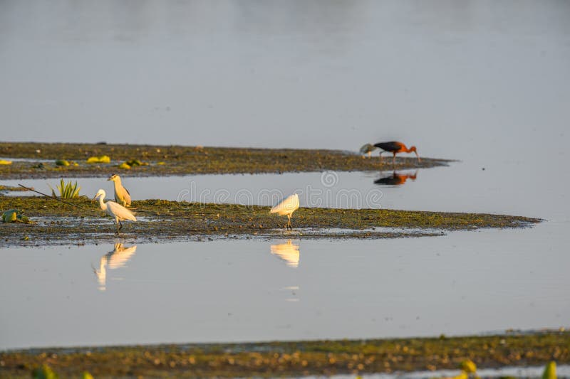 Réflexion des oiseaux d'eau de Danube sur un morceau de rivage images libres de droits Réflexion des oiseaux d'eau de Danube sur un morceau de rivage images libres de droits