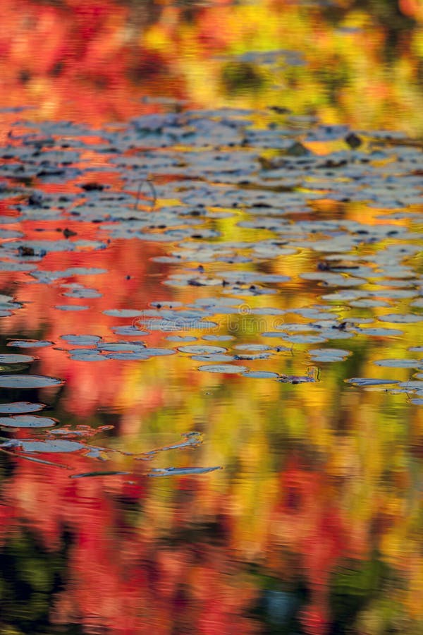 Réflexions de feuilles d'automne photographie stock libre de droits Réflexions de feuilles d'automne photographie stock libre de droits