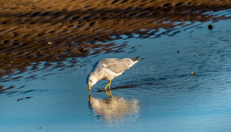 Réflexions de mouette photos libres de droits Réflexions de mouette photos libres de droits
