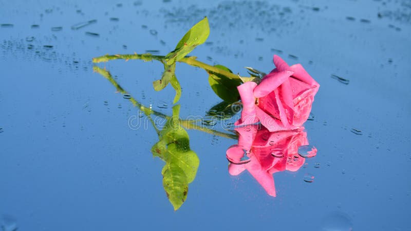 Pink rose reflections in water with dew drops on a sky-like background. Pink rose reflections in water with dew drops on a sky-like background.