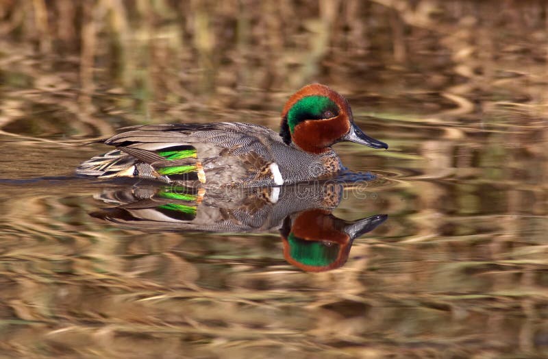 Réflexions de sarcelle d'hiver à ailes par vert image libre de droits