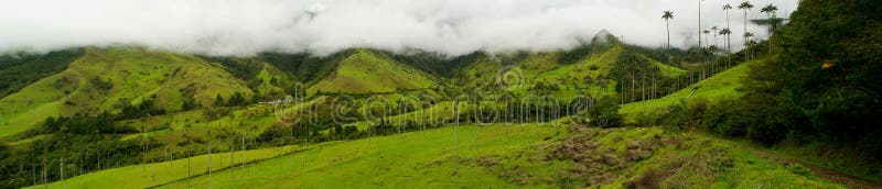 Coffee trees and tall wax palm trees, the national tree of Colombia in the mist and the hills surrounding the coffee growing town of Salento. Coffee trees and tall wax palm trees, the national tree of Colombia in the mist and the hills surrounding the coffee growing town of Salento.