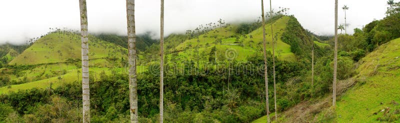 Coffee trees and tall wax palm trees, the national tree of Colombia in the mist and the hills surrounding the coffee growing town of Salento. Coffee trees and tall wax palm trees, the national tree of Colombia in the mist and the hills surrounding the coffee growing town of Salento.