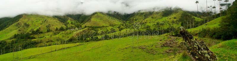 Coffee trees and tall wax palm trees, the national tree of Colombia in the mist and the hills surrounding the coffee growing town of Salento. Coffee trees and tall wax palm trees, the national tree of Colombia in the mist and the hills surrounding the coffee growing town of Salento.