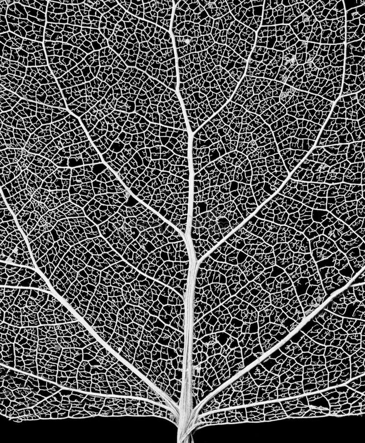 Download Réseau photo stock. Image du vasculaire, squelettes, cellulose - 61068