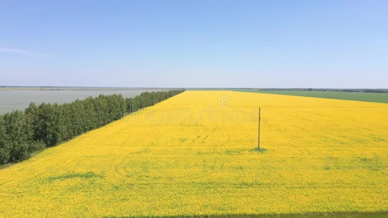 Résolution de la vue aérienne des drones Champ de fleurs de colza jaune sur fond de nuages bleus