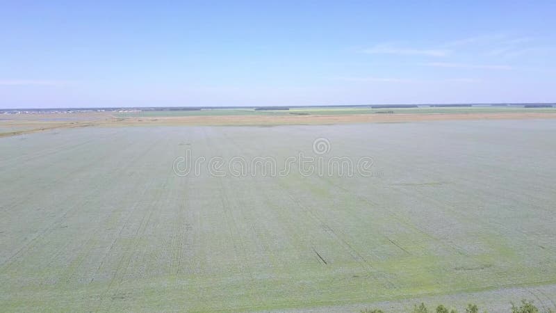 Résolution de la vue aérienne des drones Champ de fleurs de colza jaune sur fond de nuages bleus