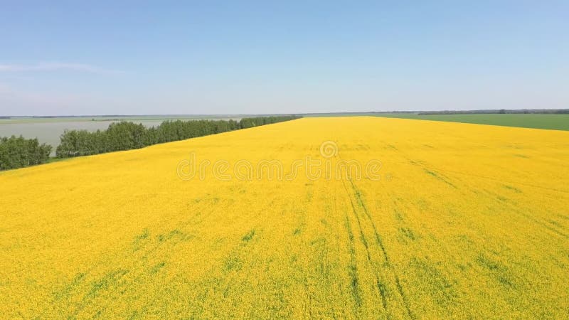 Résolution de la vue aérienne des drones Champ de fleurs de colza jaune sur fond de nuages bleus